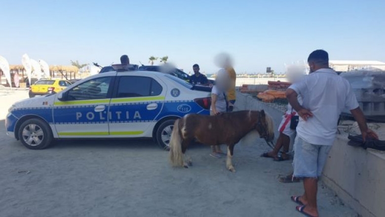 Chinuiţi ore în şir în soare, înfometaţi şi însetaţi. Doi ponei exploatați pentru profit în Năvodari au fost salvați de polițiști | Digi24