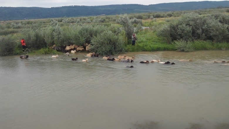 Ciobanul din Olt căutat în apele unui râu, după ce i s-au înecat oile, a fost găsit. Plecase să-și caute un loc de muncă