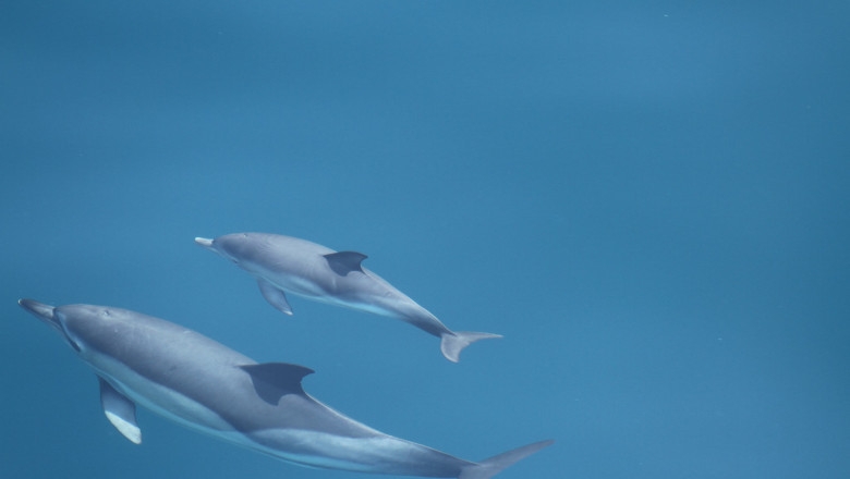 Un virus letal atacă delfinii din Marea Neagră. Biologii spun că se răspândește foarte ușor | Digi24