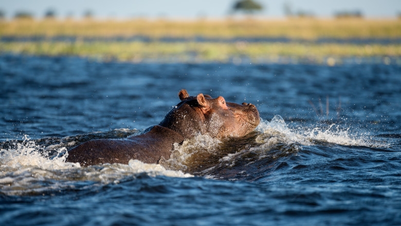 VIDEO. Șalupă cu turiști, urmărită de un hipopotam furios