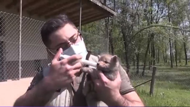 VIDEO. Cinci pui de vulpe, salvați de pe șosea după ce mama lor a fost călcată de o mașină