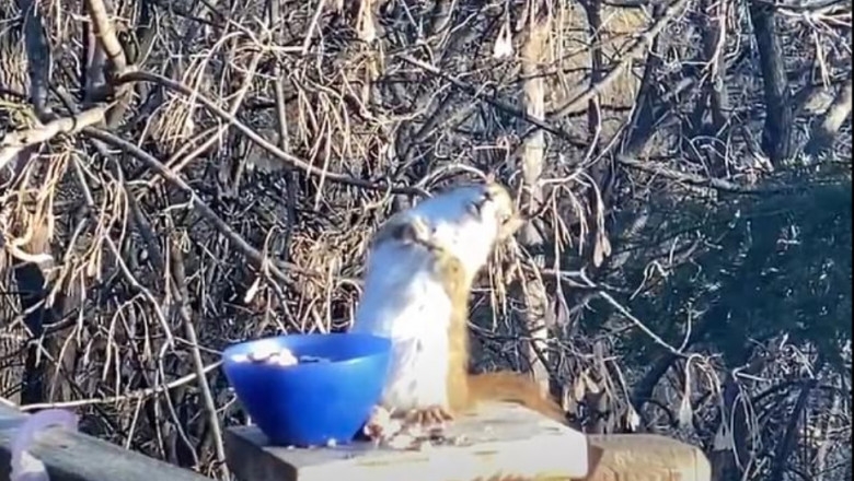 VIDEO. Veveriță turmentată, după ce a mâncat prea multe pere fermentate