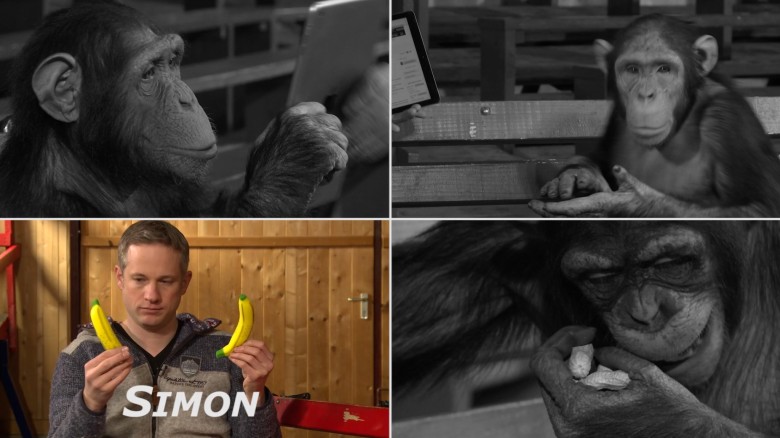 Cimpanzeii sunt fascinati de magia si iluzionismul pe iPad, cu trucurile realizate de Simon Pierro (Video)