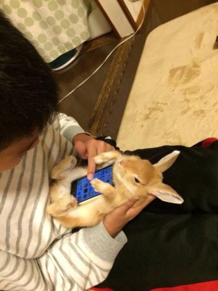 In Japonia iepurasii devin huse de iPhone si e vorba de animale vii!
