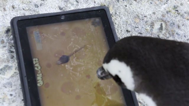și pinguinii se joaca pe iPad și asta Ii ajuta sa socializeze și sa se Inmulțeasca (Video)